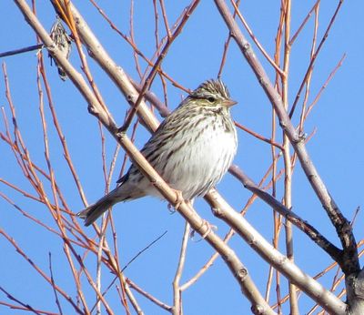Savannah Sparrow