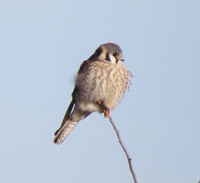 American Kestrel