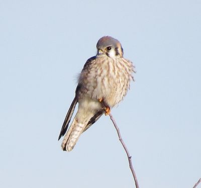 American Kestrel