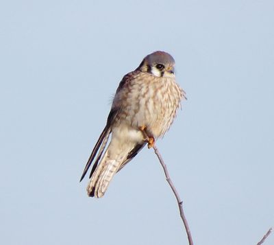 American Kestrel