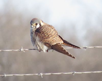 American Kestrel