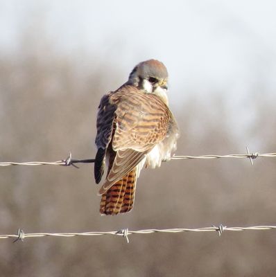 American Kestrel