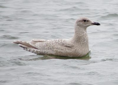 Kumlien's Iceland Gull