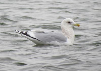 Thayer's Iceland Gull
