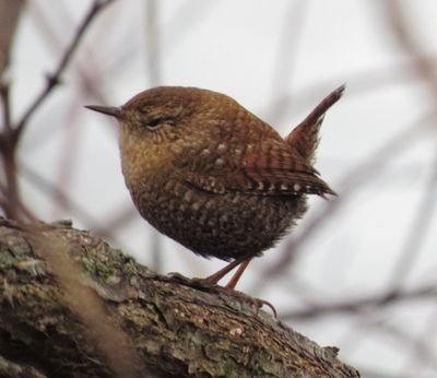 Winter Wren