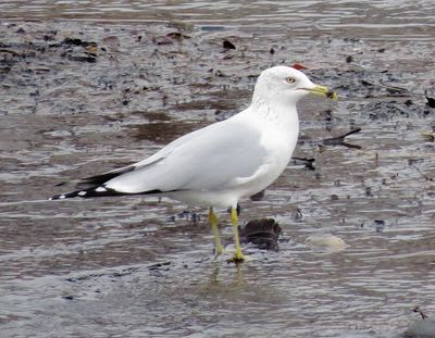 Ring-Billed Gull