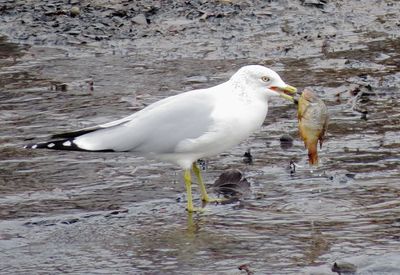 Ring-Billed Gull