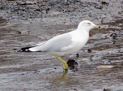 Ring-Billed Gull