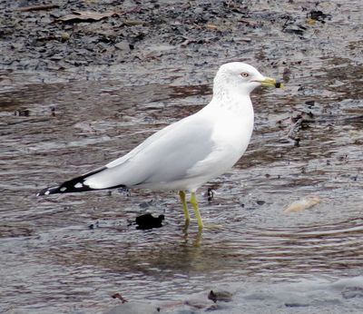 Ring-Billed Gull