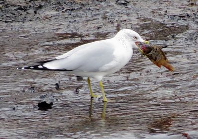 Ring-Billed Gull