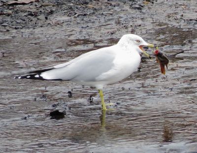 Ring-Billed Gull