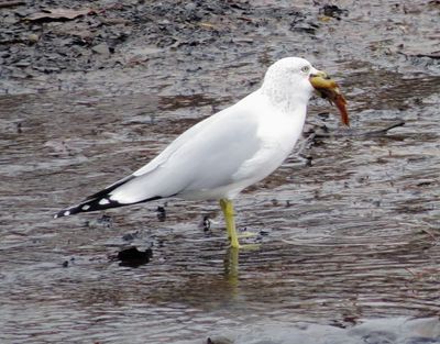 Ring-Billed Gull