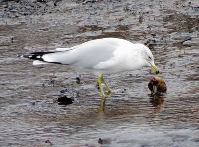 Ring-Billed Gull