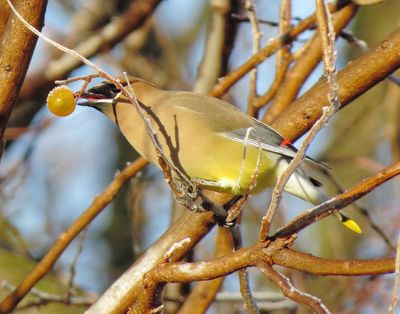 Cedar Waxwing