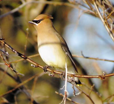 Cedar Waxwing