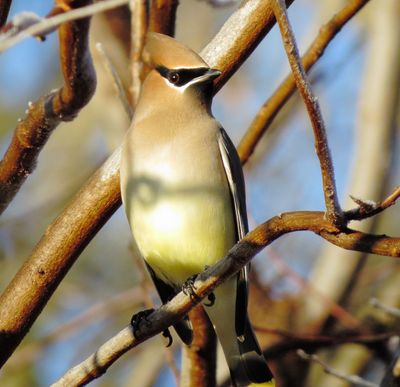 Cedar Waxwing