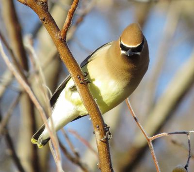 Cedar Waxwing