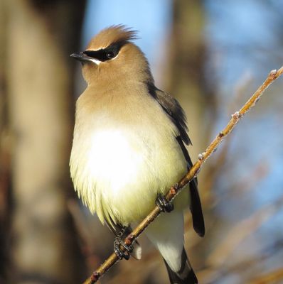 Cedar Waxwing