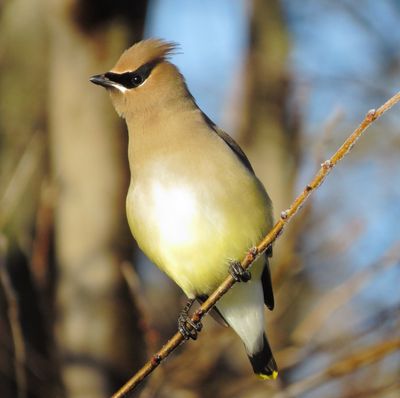 Cedar Waxwing