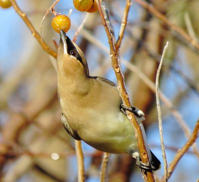 Cedar Waxwing