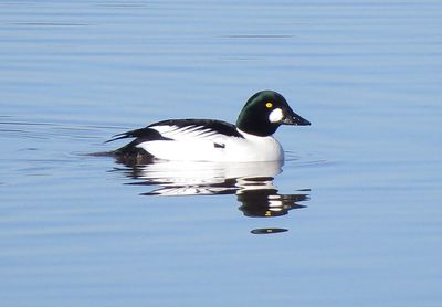Common Goldeneye