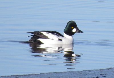 Common Goldeneye