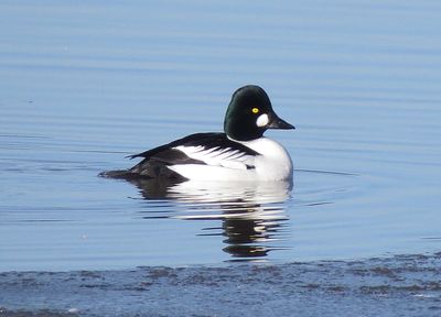 Common Goldeneye