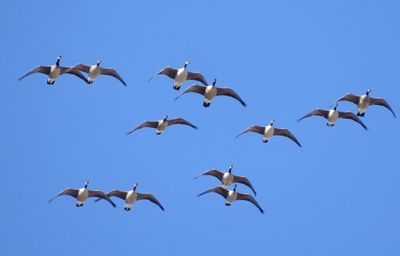 Cackling Goose