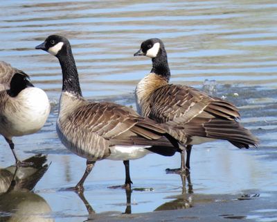 Cackling Goose