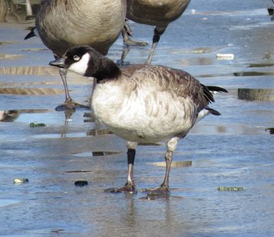 Cackling Goose