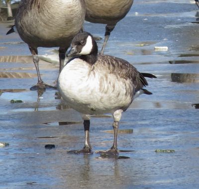 Cackling Goose