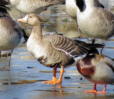 Greater White-Fronted Goose