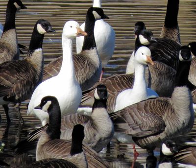 Snow Goose