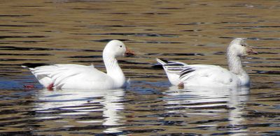 Snow Goose