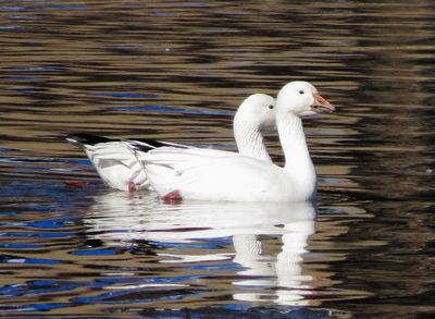 Snow Goose