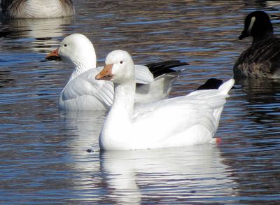 Snow Goose