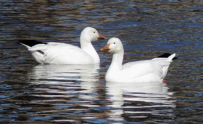 Snow Goose