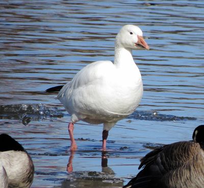 Snow Goose