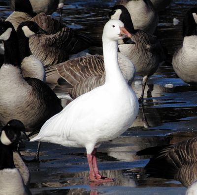 Snow Goose