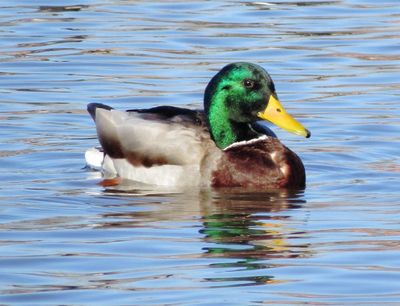 Mallard