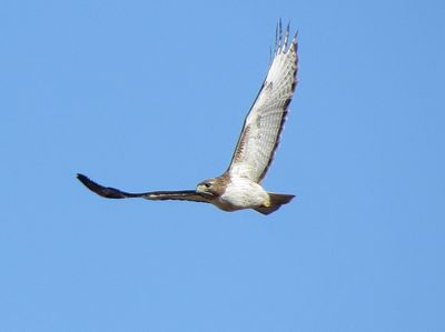 Red-Tailed Hawk
