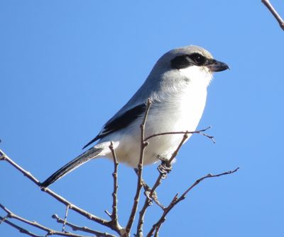 Loggerhead Shrike