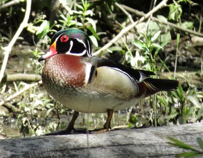 Wood Duck