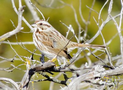 Song Sparrow