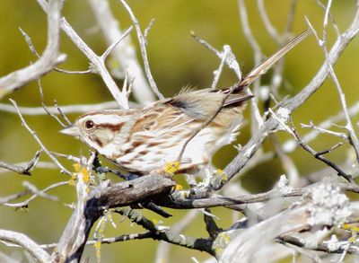 Song Sparrow
