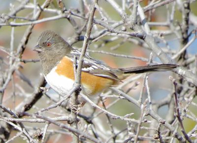 Spotted Towhee