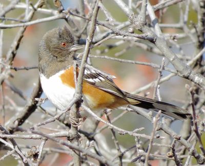 Spotted Towhee
