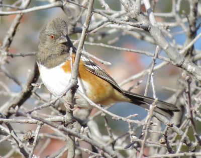Spotted Towhee
