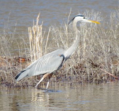 Great Blue Heron