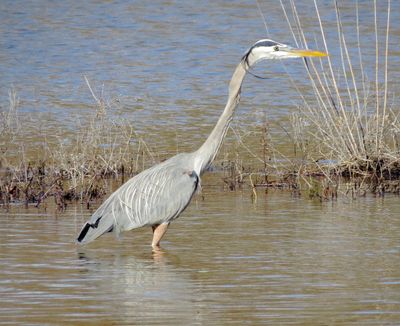 Great Blue Heron